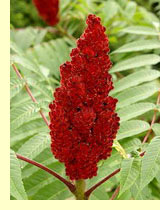 Сумах (Rhus) Сумах (Rhus)